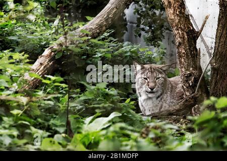 Royaume-Uni, Welwyn - octobre 2017 : Lynx eurasien en captivité Banque D'Images