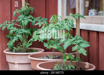 Dans un coin protégé à l'extérieur d'une maison et d'une fenêtre en bois rouge, trois plants de tomates poussent dans de grands pots à la fin du printemps, liés à des enjeux pour le soutien. Banque D'Images