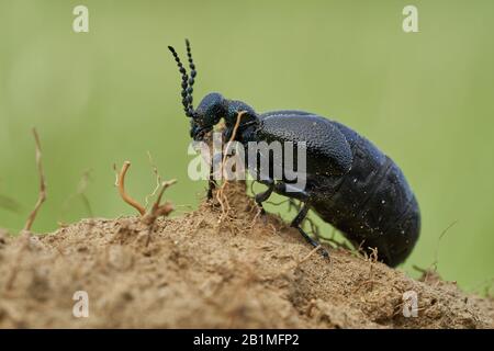 Le pétrole Beetle Meloe prodicabaeus en République tchèque Banque D'Images