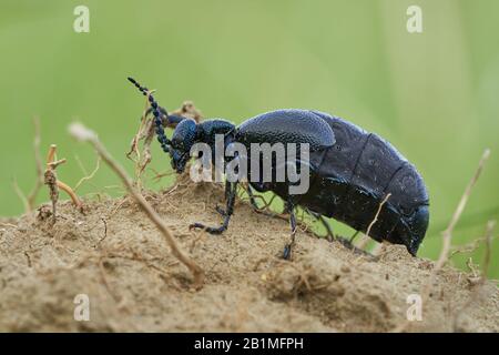 Le pétrole Beetle Meloe prodicabaeus en République tchèque Banque D'Images