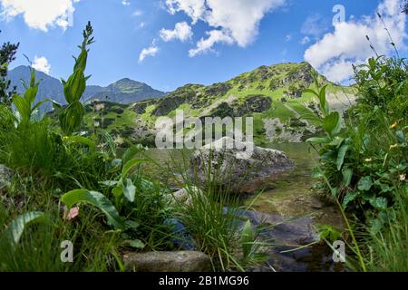 Lac Rohacske Plesa, Montagnes West High Tatras, Slovaquie En Été Banque D'Images