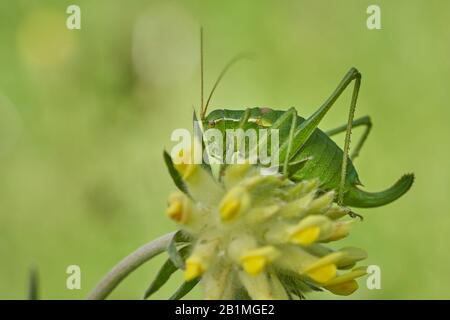 Le cricket de Krauss, Isophya kraussi, dans la montagne Slovak West Tatras Banque D'Images