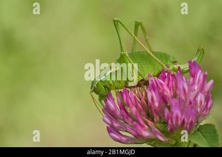 Le cricket de Krauss, Isophya kraussi, dans la montagne Slovak West Tatras Banque D'Images