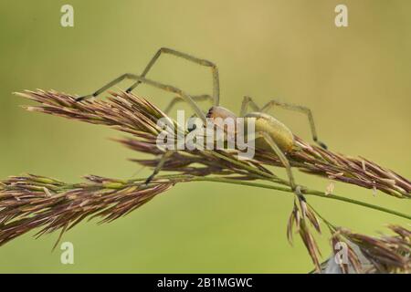 Araignée jaune Cheiracanthium punctorium en République tchèque Banque D'Images