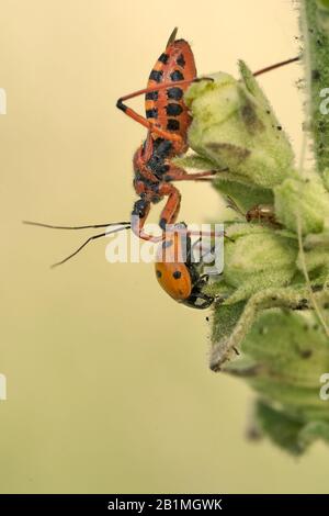 Rhynocoris iracundus assassin bug en République Tchèque Banque D'Images