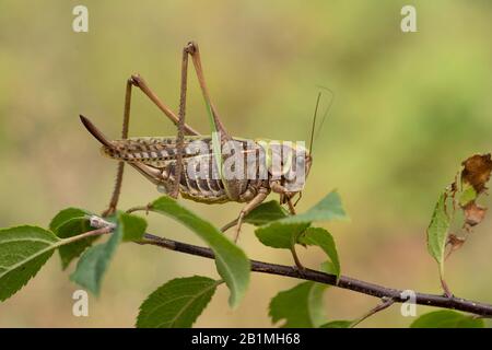 Femelle du sauterelle de l'amère de guerre Decticus verrucivorus en Roumanie Banque D'Images