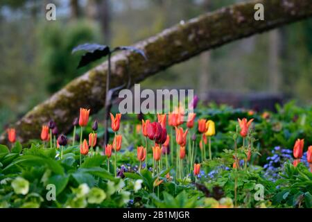 Affiche tulipe, tulipes, tulipa, tulipe ballerine, tulipe rouge briller, tulipe fleur puissance, tulipe durable amour, jardins, printemps, RM Floral Banque D'Images