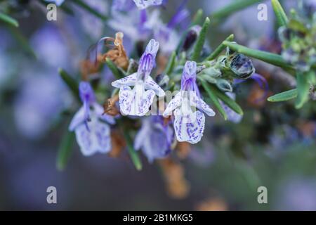 Fleurs violettes au romarin fleuries au printemps Banque D'Images