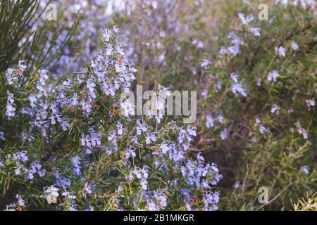 Fleurs violettes au romarin fleuries au printemps Banque D'Images