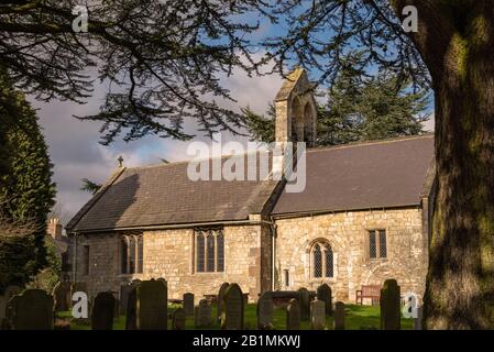 L'église de Saint Everilda à Popleton près de York. Les pierres de tête sont au premier plan et elles sont encadrées par des arbres de conférer. Banque D'Images