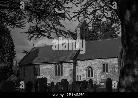 L'église de Saint Everilda à Popleton près de York. Les pierres de tête sont au premier plan et elles sont encadrées par des arbres de conférer. Banque D'Images