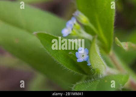 Myosotis sparsiflora, Forget-me-nots ou Scorpion herbes petites fleurs bleues avec 5 pétales et serts jaunes en arrière-plan de feuilles vertes molletonnées. Banque D'Images