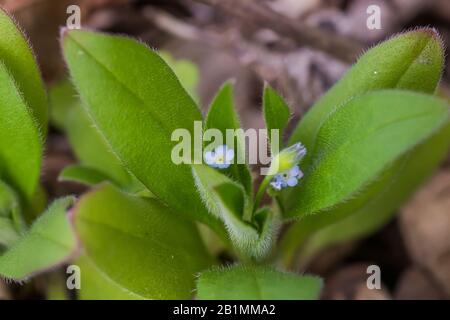 Myosotis sparsiflora, Forget-me-nots ou Scorpion herbes petites fleurs bleues avec 5 pétales et serts jaunes en arrière-plan de feuilles vertes molletonnées. Banque D'Images