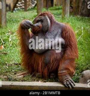 Indonésie, BALI - 20 JANVIER 2011: Singe dans le zoo de Bali. Indonésie Banque D'Images