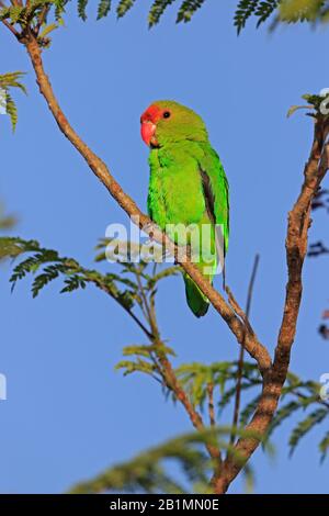 Lovebird à ailes noires en Éthiopie Banque D'Images