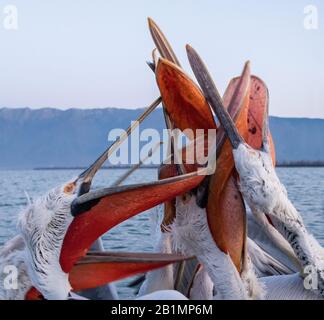 Dalmatien Pelican (Pelecanus crispus) montant avec des factures entrelacées pour attraper un poisson projeté d'un bateau sur le lac Kerkini, dans le nord de la Grèce. Banque D'Images