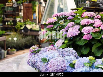 Belles fleurs roses et pourpres, hortensia ou hortensia qui poussent dans le jardin du fleuriste Banque D'Images