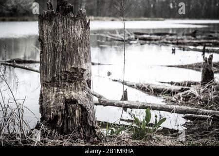 Se tenant sur la rive d'un lac en regardant un vieux arbre qui avait été rongé par les castors. Banque D'Images