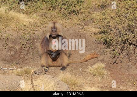 Homme Gelada dans les montagnes Simien Ethiopie Banque D'Images