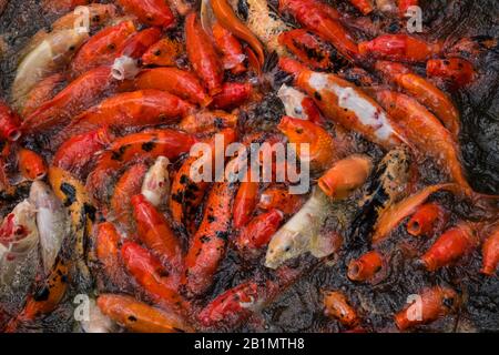 Un troupeau de koi carpe rouge et blanc ouvrant leurs bouches affamées dans un étang en Guadeloupe. Photo libre de droit. Banque D'Images