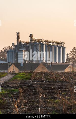 Installation agricole de silos d'argent utilisés pour sécher les graines et le maïs. L'élévateur de grain utilisé pour le stockage est éclairé par le soleil de réglage chaud. Banque D'Images