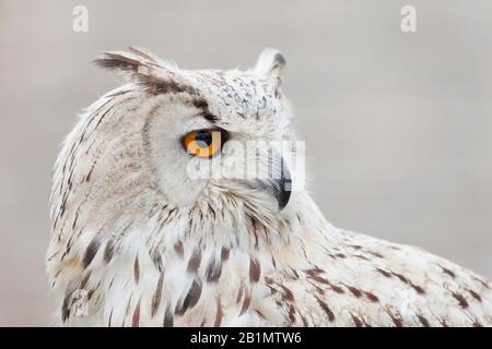 Portrait d'un harfang des neiges, également connu sous le nom de Arctic Owl ou grande chouette blanche Banque D'Images