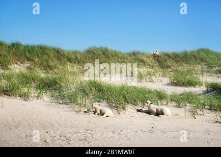 Paysage de plage frisonne avec du sable et de l'herbe de marram et deux agneaux, en plein soleil, sur l'île de Sylt, en Allemagne. Mouton blanc sur des dunes herbeuses. Réserve naturelle. Banque D'Images