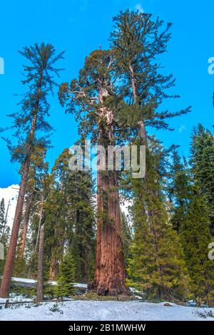 Arbre géant de séquoia à Grant Grove à côté du sentier de randonnée. Photo libre de droit. Banque D'Images