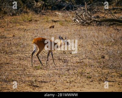 Un dik-dik masculin (Madoqua kirkii) dans le soleil brûlant de la magnifique savane de Kruger Nationalpark Banque D'Images