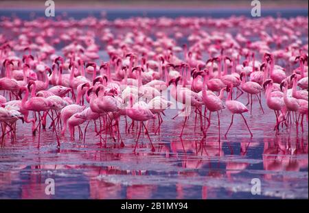 Flamingos Dans Le Parc National Du Cratère De Ngorongoro Tanzanie, Afrique Banque D'Images