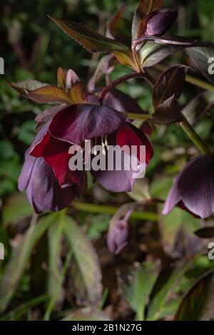 Hellebore violet foncé (Helleborus niger) connu sous le nom de Lenten Rose ou Christmas Rose. Banque D'Images