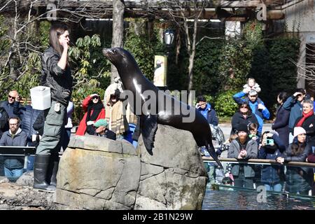 Sea lion, parc central xoo Banque D'Images