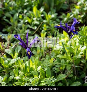 Iris reticulata iris nain à floraison précoce Banque D'Images