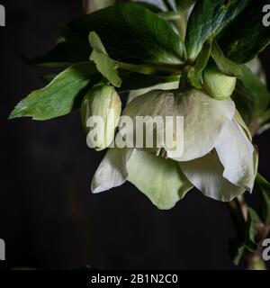 Fleur et bourgeons d'Hellebore blanc (Helleborus niger), autrement connus sous le nom de Lenten Rose ou Christmas Rose, sur fond sombre Banque D'Images