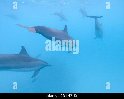 Troupeau de dauphins jouant dans l'eau bleue près de l'île de Mafushi, aux Maldives Banque D'Images