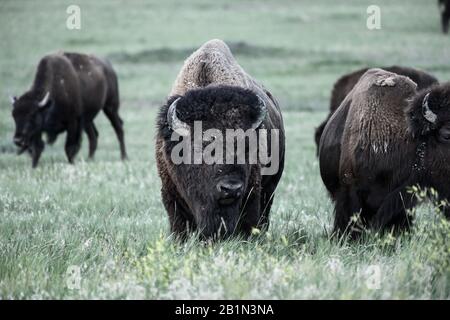 Gros Grazes de Bison sur le terrain avec troupeau Banque D'Images