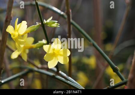 Fleurs de jasmin d'hiver rétroéclairées à la lumière du soleil Banque D'Images