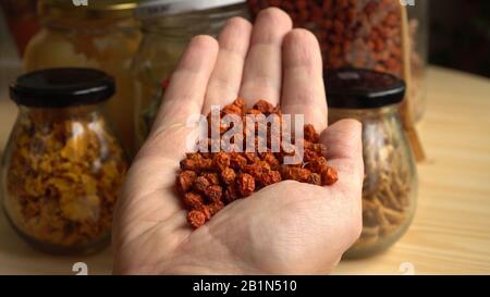 Séchez les baies de rowan dans la paume d'un homme. Épices et ingrédients alimentaires maison sains. Les produits alimentaires naturels des légumes placés dans des pots en verre sont vis Banque D'Images