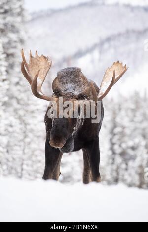 Moose à Jasper Canada Banque D'Images
