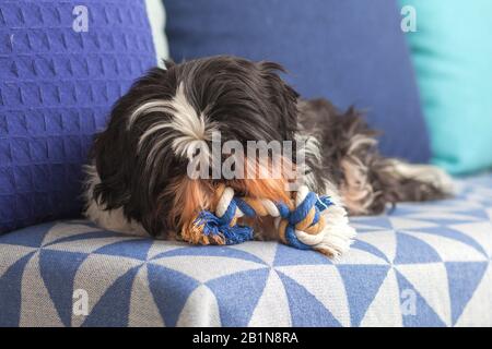 Un drôle de chien ​​is assis à la maison sur le canapé, jouant avec son jouet préféré. Animal de compagnie Shih Tzu. La Solitude. Banque D'Images