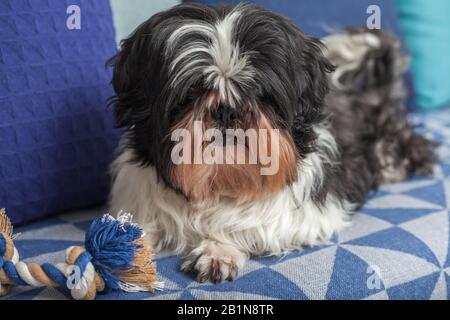 Un drôle de chien ​​is assis à la maison sur le canapé jouant avec son jouet préféré. Shih tzu races. PET. La Solitude. Banque D'Images