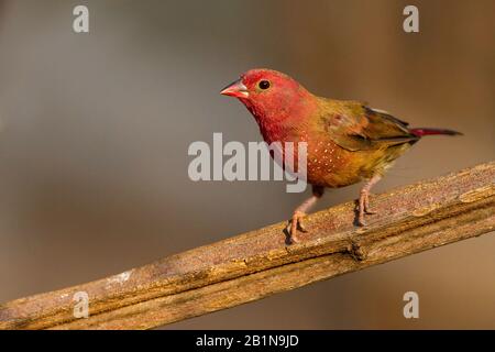 finch feu à bec rouge (Lagonosticta senegala), assis sur une branche, Afrique Banque D'Images