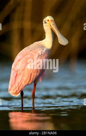 Roseate spoonbill (Ajaia ajaia, Ajaia ajaja, Platalea ajaja), dans l'eau, Amérique du Sud Banque D'Images