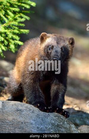 Wolverine (Gulo gulo), debout sur un bloc, vue de face, Finlande Banque D'Images