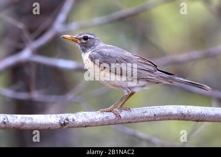 San Lucas Robin (Turdus migratorius confinis), sur une branche, Mexique, Baja California, Sierra de la Laguna Banque D'Images