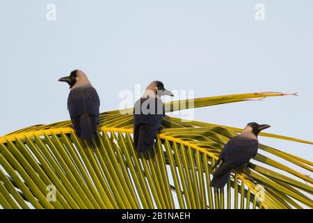 Corneille de maison (Corvus splendens), trois corneilles de maison perçant côte à côte sur une feuille de palmier, vue arrière, Oman Banque D'Images