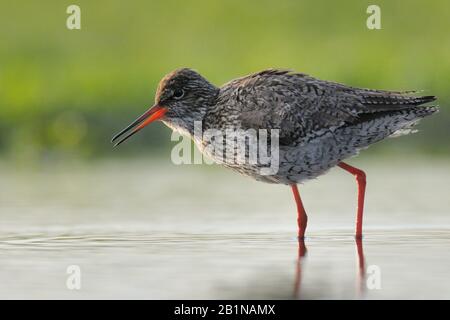 redshank commun (Tringa totanus), dans l'eau, Pays-Bas Banque D'Images