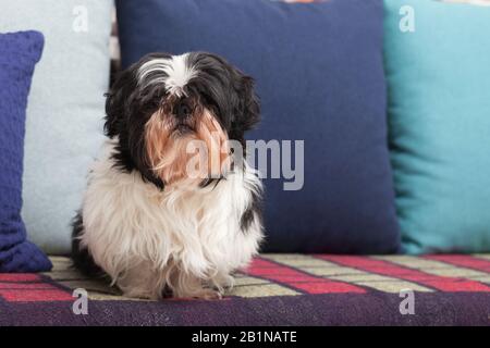 Drôle de chien ​​is assis à la maison sur le canapé. Animal de compagnie Shih Tzu. La Solitude. Banque D'Images