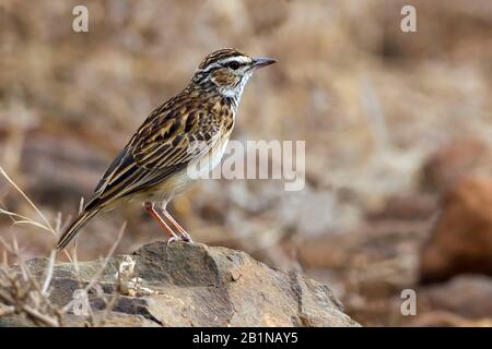 Sabata lark (Mirafra sabota, Calendulauda sabota), perché sur un rocher, Afrique Banque D'Images