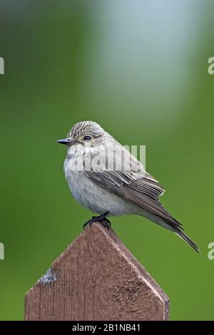 Le flycatcher à pois (Muscicapa striata) se trouve sur une clôture de jardin, en Finlande Banque D'Images